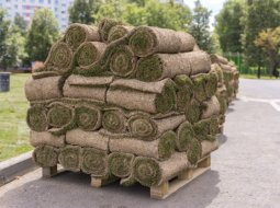 Rolls of lawn on a pallet. Landscaping of streets and parks.